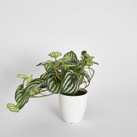 Real Touch Hanging Watermelon Peperomia in White Pot