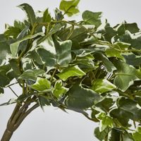 Veriegated Sage Ivy Hanging Bush x 10