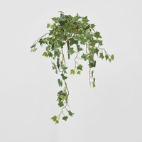 Veriegated Sage Ivy Hanging Bush x 10