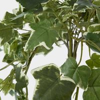 Veriegated Sage Ivy Hanging Bush x 10
