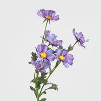 Cosmos Spray 85cm Dark Purple