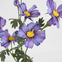 Cosmos Spray 85cm Dark Purple
