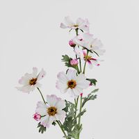 Cosmos Spray 85cm Pale Pink