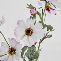 Cosmos Spray 85cm Pale Pink