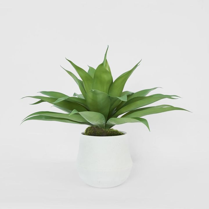 Giant Agave in Ana Planter