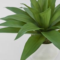 Giant Agave in Ana Planter