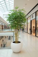 Japanese Bamboo Tree 1.6m