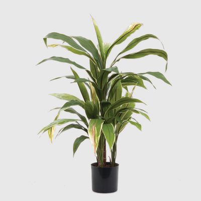Cordyline Plant Green and Yellow 75cm