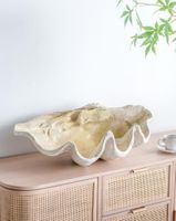 Giant Clam Sculpture Natural