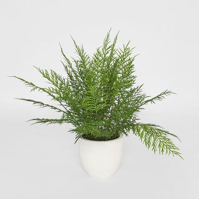 Fern in Magnesia Pot 71cm