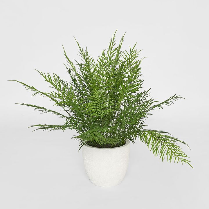 Fern in Magnesia Pot 71cm