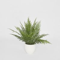 Fern in Magnesia Pot 71cm