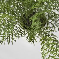 Fern in Magnesia Pot 71cm