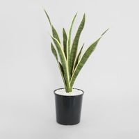 Mother in Laws Tongue Potted 62cm