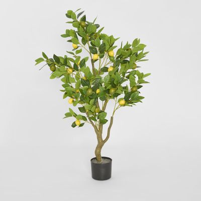 Lemon Tree 120cm