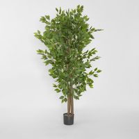 Ficus Tree 160cm