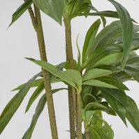 Dracaena Tree 150cm