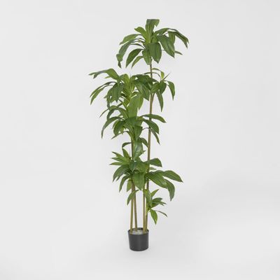 Dracaena Tree 150cm