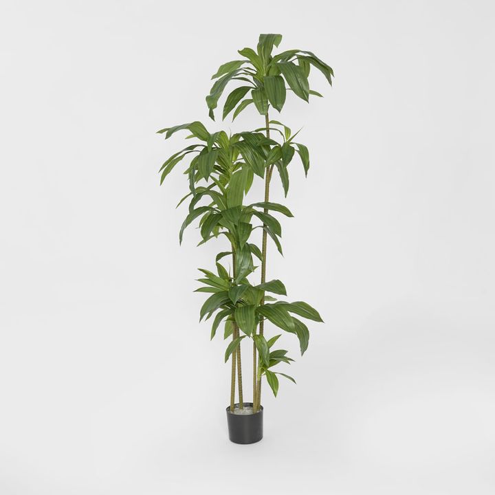 Dracaena Tree 150cm