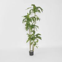 Dracaena Tree 150cm