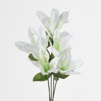 Tiger Lily Bush 4 Colours Box of 60