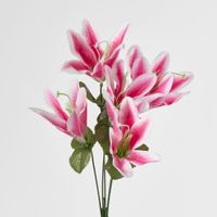 Tiger Lily Bush 4 Colours Box of 60