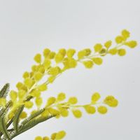 Australian Wattle 85cm Yellow