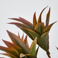 Pine Leaf Spray Pink