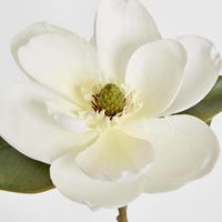 Magnolia Stem 74cm White