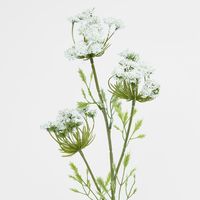Queen Anne's Lace Spray White