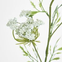 Queen Anne's Lace Spray White