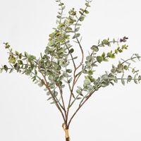 Eucalyptus Bundle 4pce