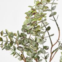 Eucalyptus Bundle 4pce