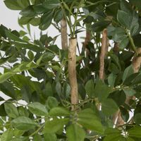 Eucalyptus Mini Leaf Tree 120cm Green