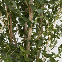 Eucalyptus Mini Leaf Tree 180cm Green