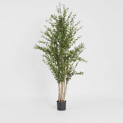 Eucalyptus Mini Leaf Tree 180cm Green