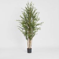 Eucalyptus Mini Leaf Tree 180cm Green