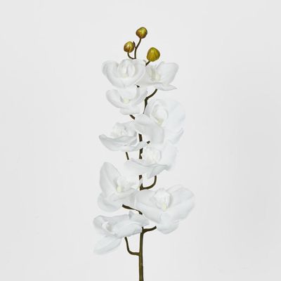 Phalaenopsis Orchid White