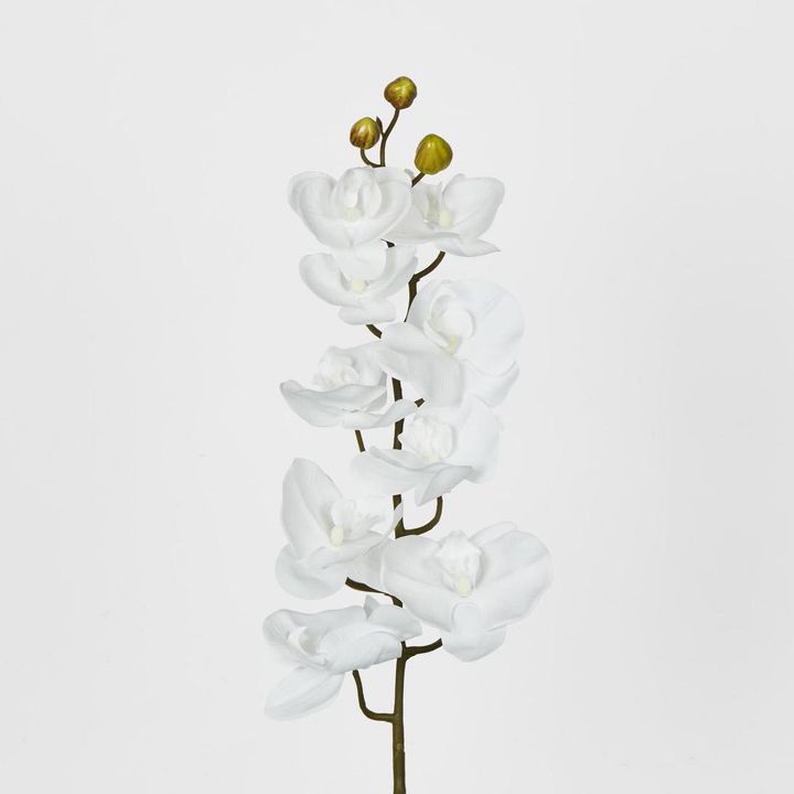 Phalaenopsis Orchid White