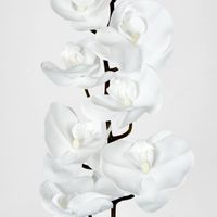 Phalaenopsis Orchid White