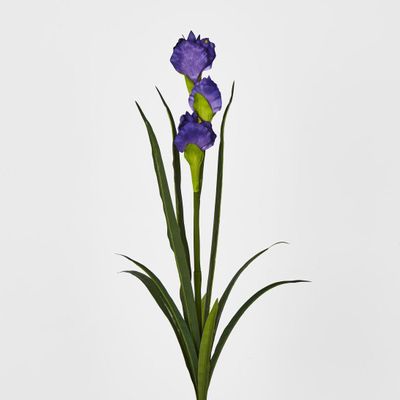 Iris Purple