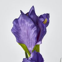 Iris Purple