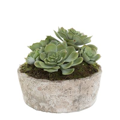 Succulent in Ceramic Pot 16cm Green