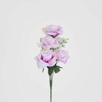 Rose Bush Asstd Box of 60