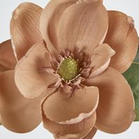 Magnolia Stem 74cm Beige.