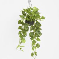 Potted Hanging Real Touch Scindapsus Bush 83cm