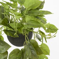 Potted Hanging Real Touch Scindapsus Bush 83cm