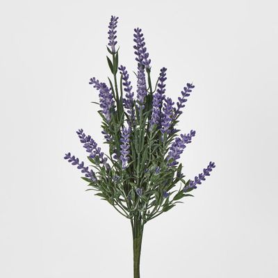 Lavender Bush Dark Purple