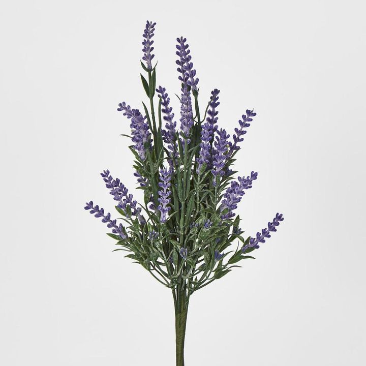 Lavender Bush Dark Purple