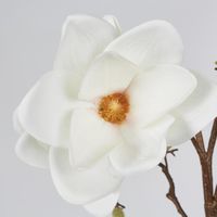 Magnolia With Full Blooms White 105cm